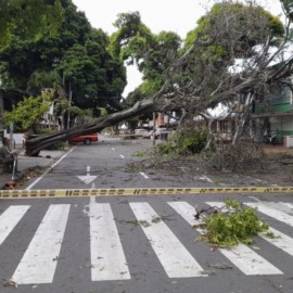 Árboles caídos y barrios sin energía, algunos de los estragos de lluvias en Cali