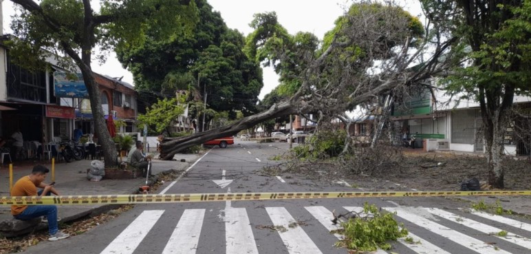 Árboles caídos y barrios sin energía, algunos de los estragos de lluvias en Cali