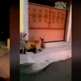 Video: Perro camina por plena vía pública con una cabeza humana en su hocico