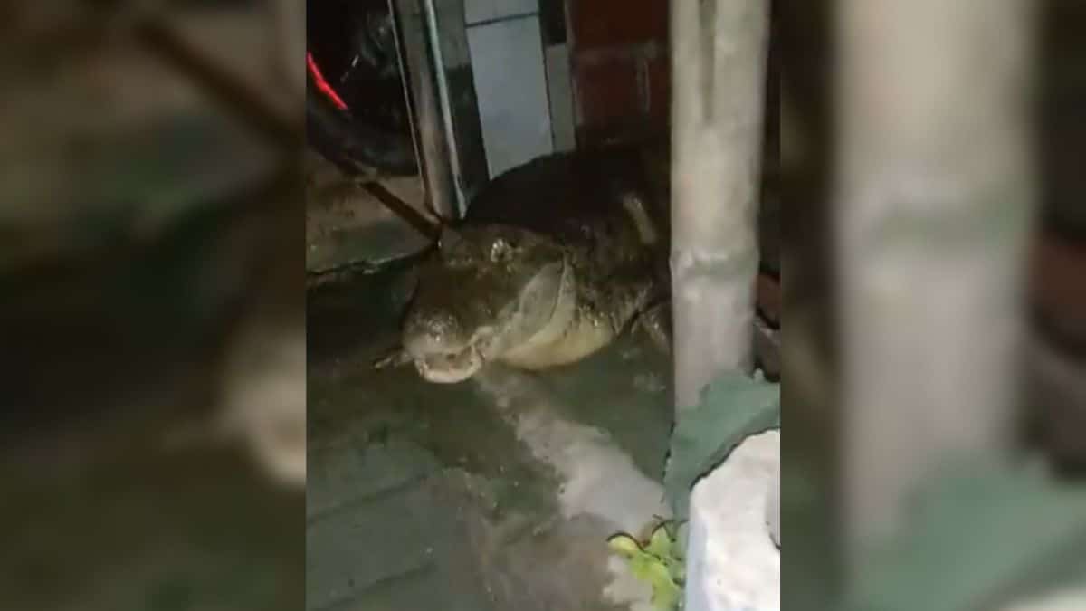 ¿Qué dijeron las autoridades ante las babillas que hay en un barrio de Jamundí?