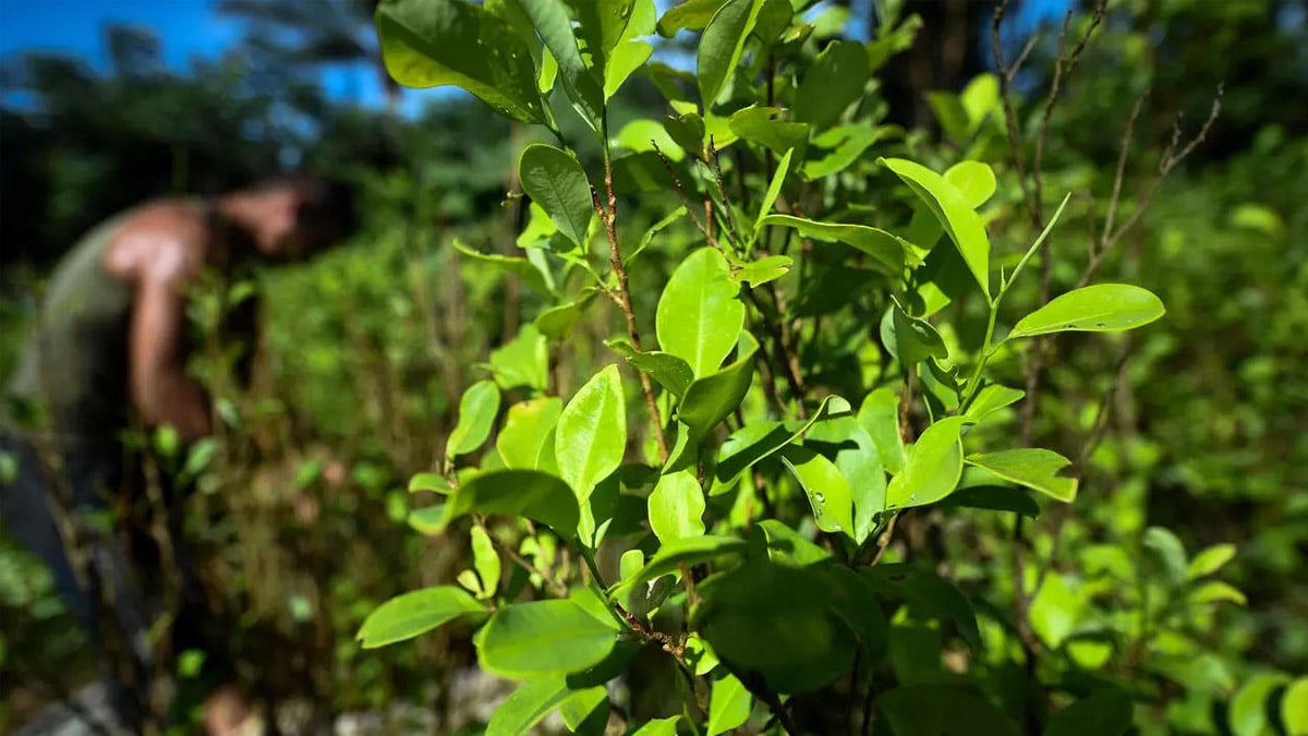 Cultivos de coca en Colombia aumentaron un 43% durante el 2021