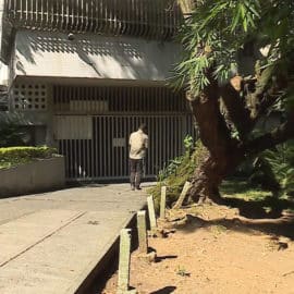 Denuncian intención de talar un viejo árbol para construir parqueaderos en edificio