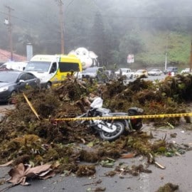 Mujer murió tras caída de árbol provocada por fuertes vientos en Cali