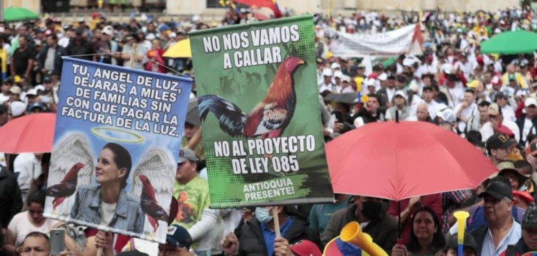Protestan contra proyecto de ley que busca prohibir las peleas de gallos