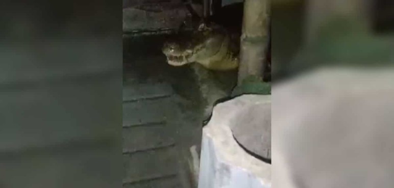 ¿Qué dijeron las autoridades ante las babillas que hay en un barrio de Jamundí?