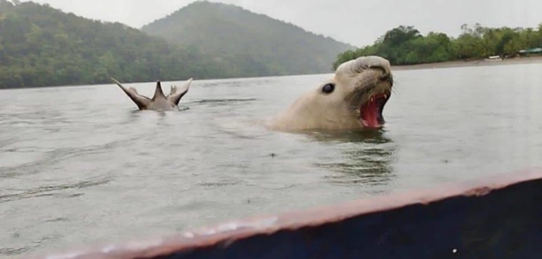 Video: Vuelven a captar elefante marino nadando por el océano Pacífico