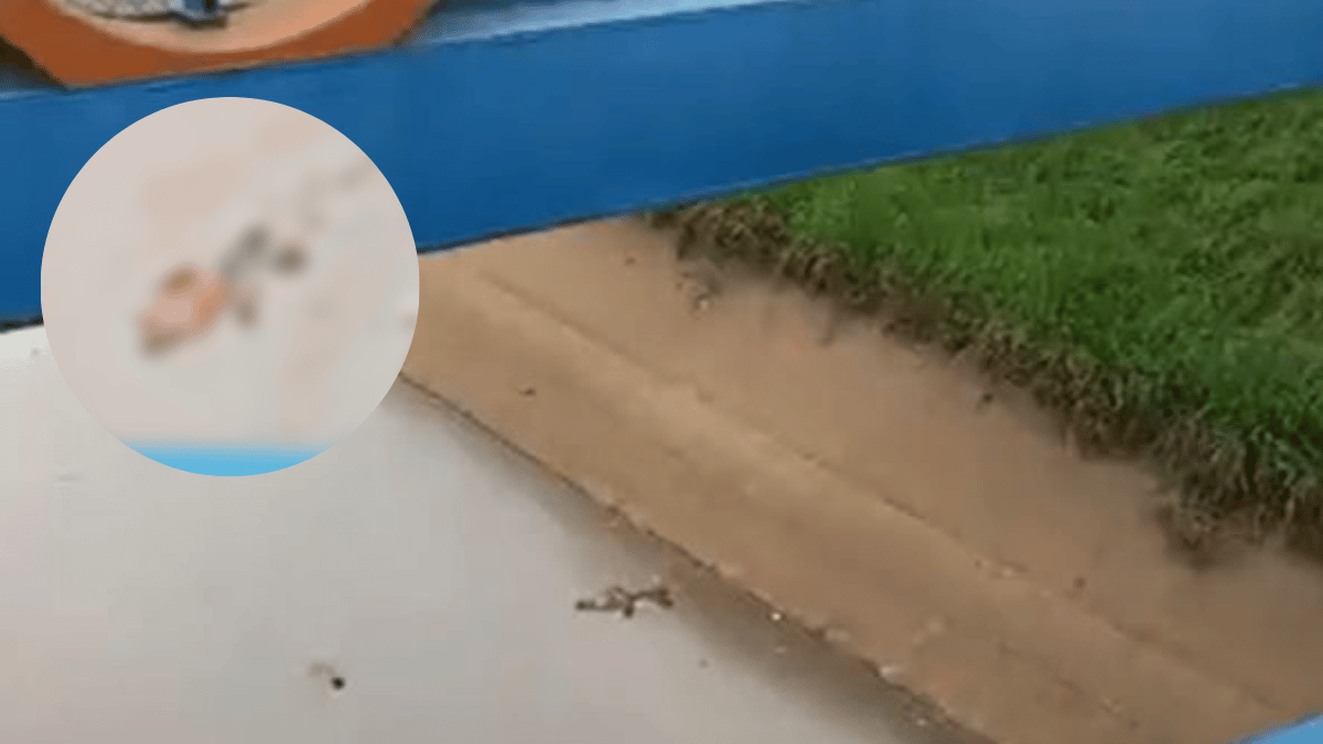 Atención: Encuentran cuerpo flotando en caño de Ciudad 2000