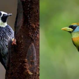 ¡Viene volando! Inició en Cali la novena edición de Colombia BirdFair