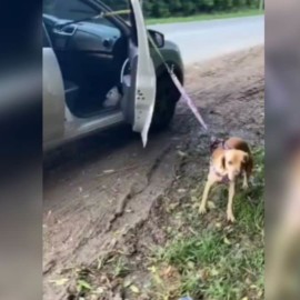 Denuncian a mujer que llevaba a perro amarrado afuera de carro en movimiento