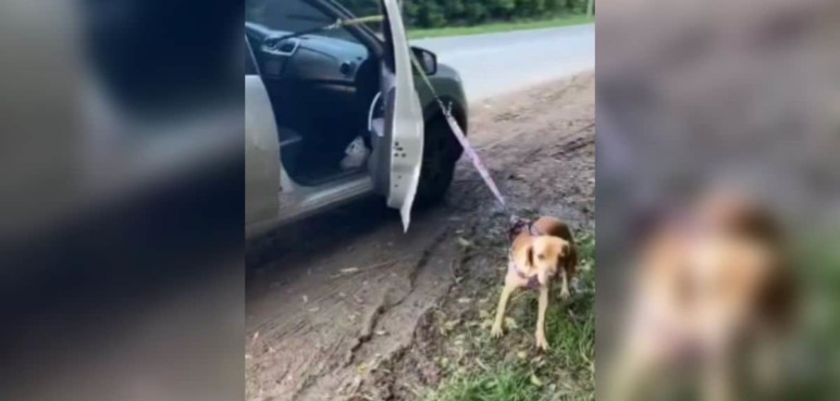 Denuncian a mujer que llevaba a perro amarrado afuera de carro en movimiento