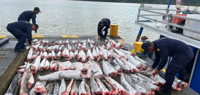 Encuentran más de 100 tiburones mutilados en aguas del Pacífico