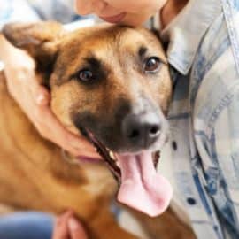 Lanzan nueva pólvora pet friendly que no afectará tanto a los animales