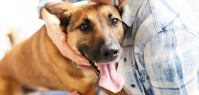 Lanzan nueva pólvora pet friendly que no afectará tanto a los animales