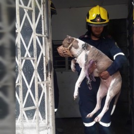 ¡Rescataron a Goliat! Un gran pitbull al que le dio miedo bajar las escaleras