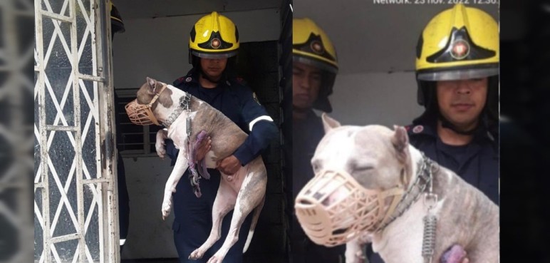 ¡Rescataron a Goliat! Un gran pitbull al que le dio miedo bajar las escaleras