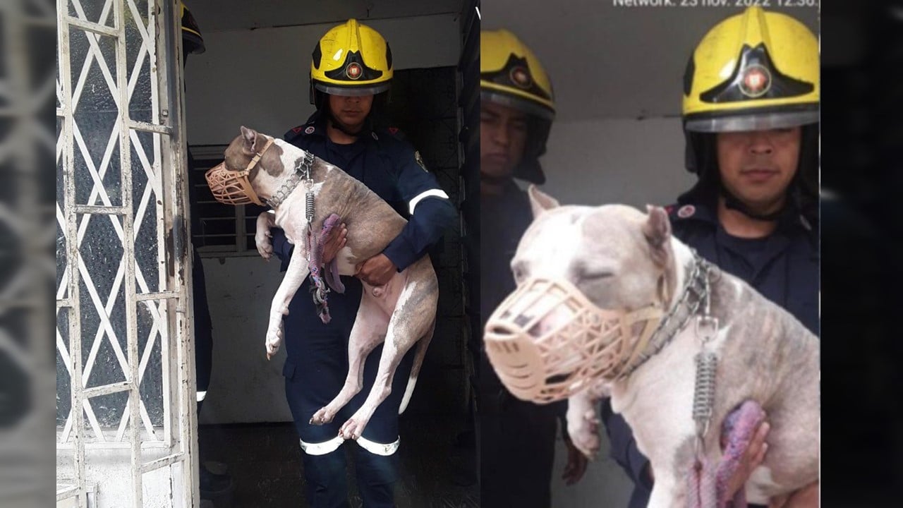 ¡Rescataron a Goliat! Un gran pitbull al que le dio miedo bajar las escaleras