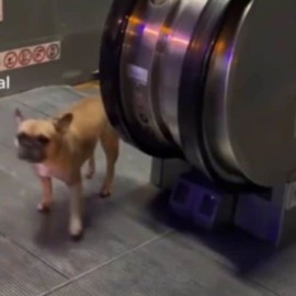 Video: Perrito juega en escaleras eléctricas de la comuna 13 en Medellín y se vuelve viral