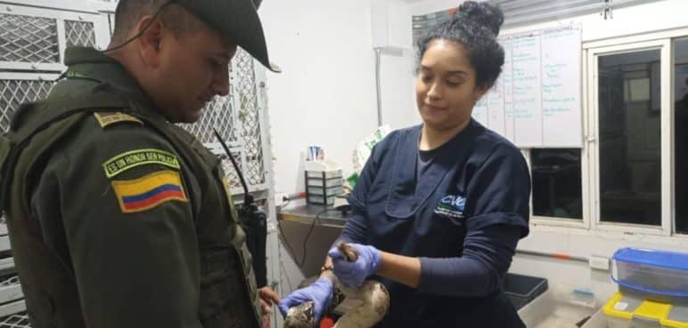 Autoridades rescatan una boa constrictor encontrada en una casa en Cali