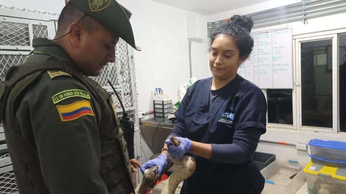 Autoridades rescatan una boa constrictor encontrada en una casa en Cali