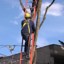 Denuncian a contratistas que estarían exigiendo dinero para podar árboles
