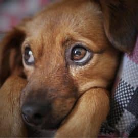 ¿Sabe cómo cuidar a su mascota de la pólvora? Conozca un nuevo método