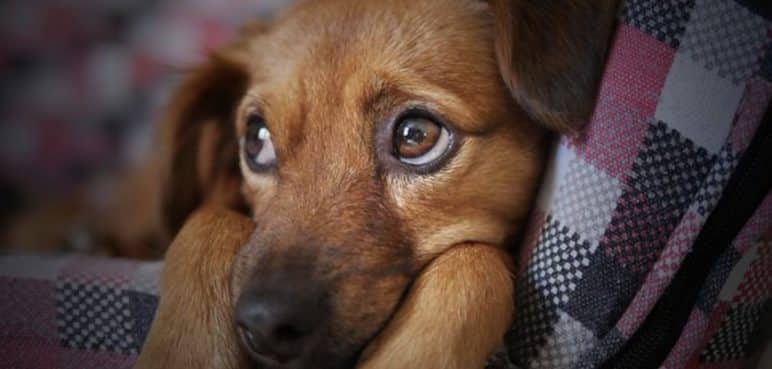 ¿Sabe cómo cuidar a su mascota en época decembrina? Aquí las recomendaciones