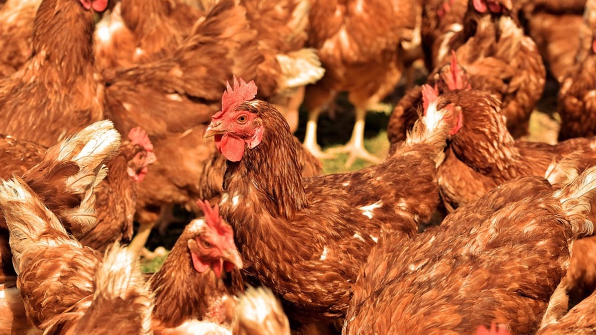 Ecuador reportó que más 300.000 aves se habrían contagiado con gripe aviar