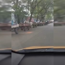 ¡No más caballos! Grupo de carretilleros en Cali a la espera de cambio de vehículos