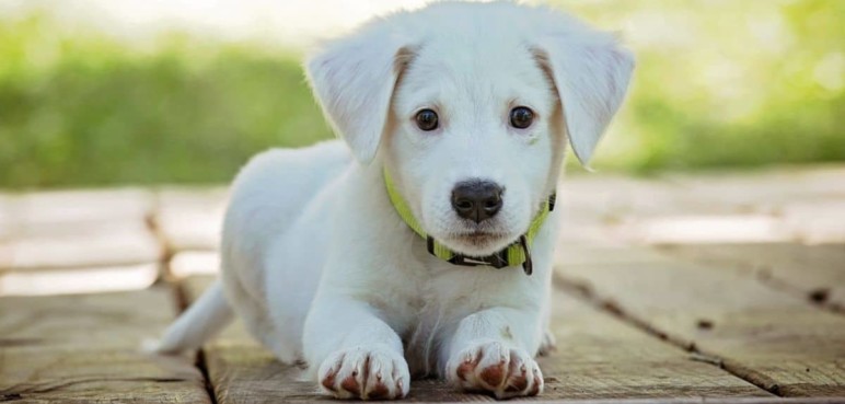 ¿Cuarentena para perros? Crece alerta en Valle por brote de moquillo