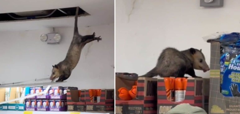 Vídeo: Zarigüeya cae desde el techo de un D1 y asustó a los compradores