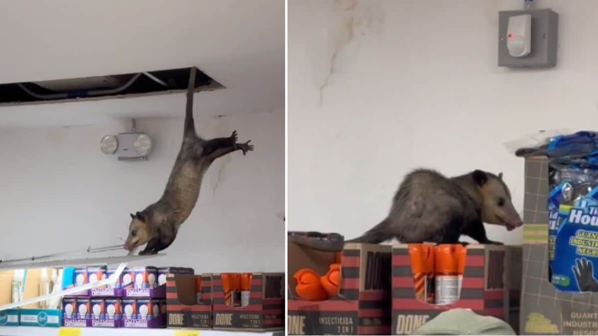 Vídeo: Zarigüeya cae desde el techo de un D1 y asustó a los compradores