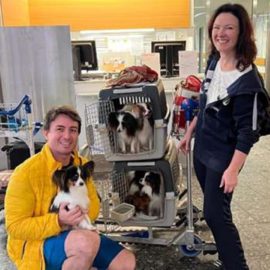 Aparecieron los cuatro perros que aerolínea había extraviado de un pasajero
