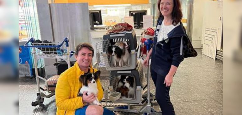 Aparecieron los cuatro perros que aerolínea había extraviado de un pasajero