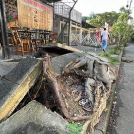 Comunidad desesperada por caída de árbol que ha generado varios problemas