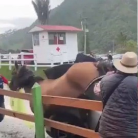 Caballo asustado golpeó con sus patas a un vehículo en el Valle de Cocora