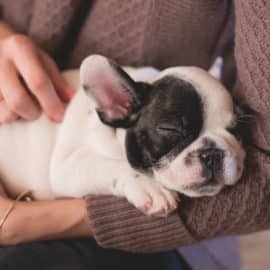 Descubre los beneficios de tener un animal de compañía en tu casa