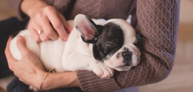 Descubre los beneficios de tener un animal de compañía en tu casa