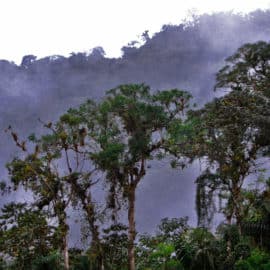 Cinco razones por las que Cali es sede de la COP16