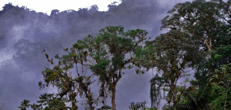Cinco razones por las que Cali es sede de la COP16