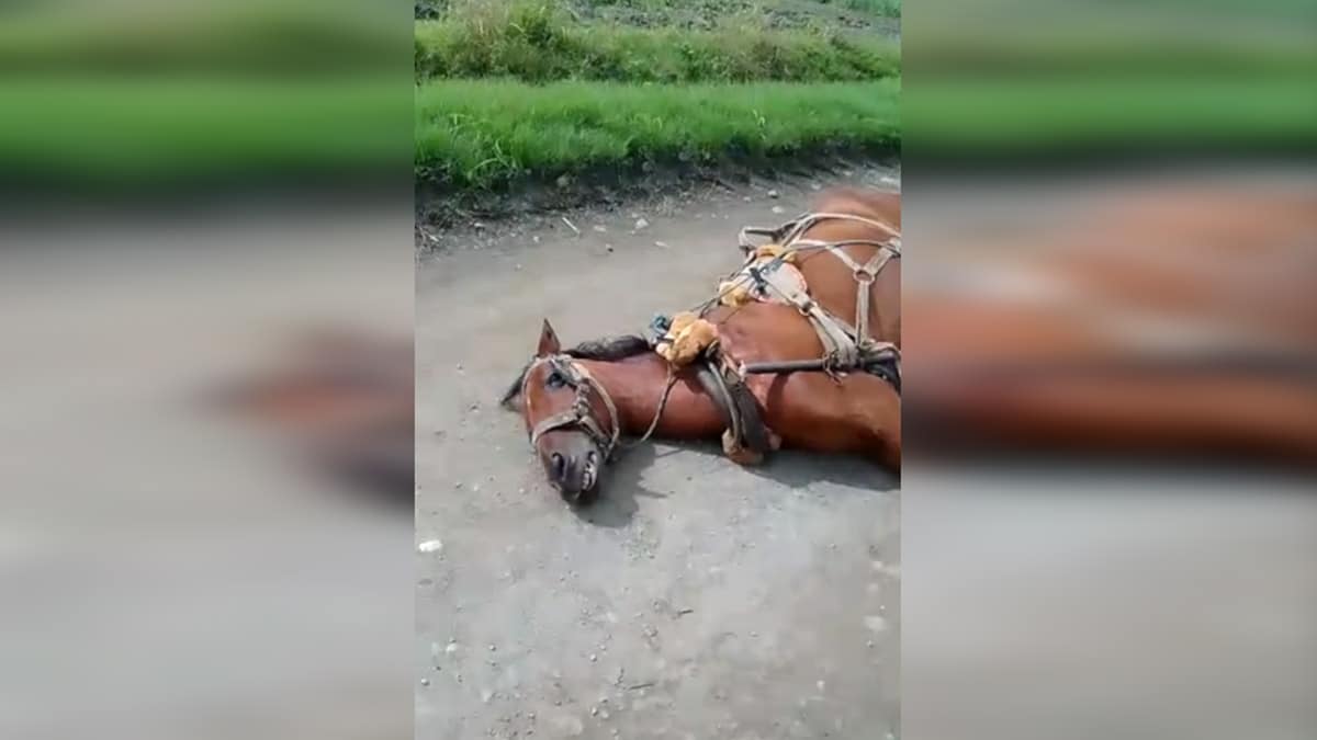 Anuncian llegada de cinco nuevos pelotones del Ejército al Valle