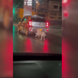 Indignante: personas abandonan a su mascota en vía principal de Cali