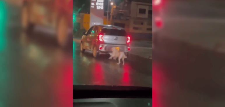 Indignante: personas abandonan a su mascota en vía principal de Cali