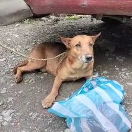 Aprueban proyecto de ley para que mascotas reciban atención veterinaria gratis