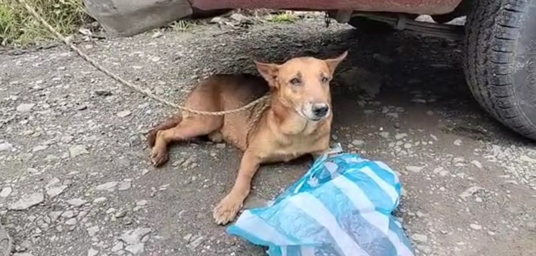 Aprueban proyecto de ley para que mascotas reciban atención veterinaria gratis