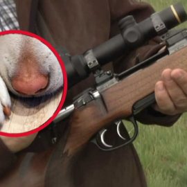 Un perro mató a su dueño de un disparo con un rifle de caza