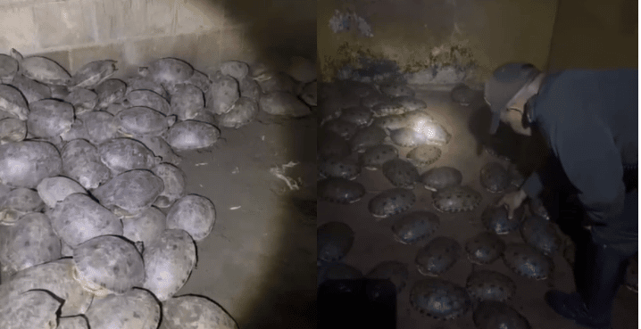 Rescatan a 1.500 tortugas e iguanas que iban a ser vendidas en el mercado negro