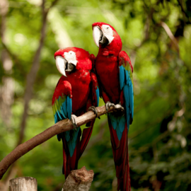 Con más de 20 mil asistentes culminó el Birdfair 2023