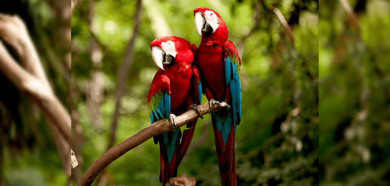 Con más de 20 mil asistentes culminó el Birdfair 2023