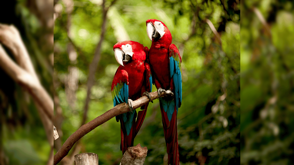 Con más de 20 mil asistentes culminó el Birdfair 2023