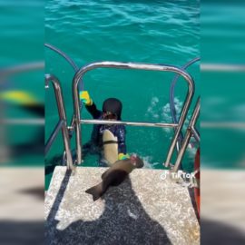 En video: Un menor de 8 años fue atacado por un tiburón en Australia